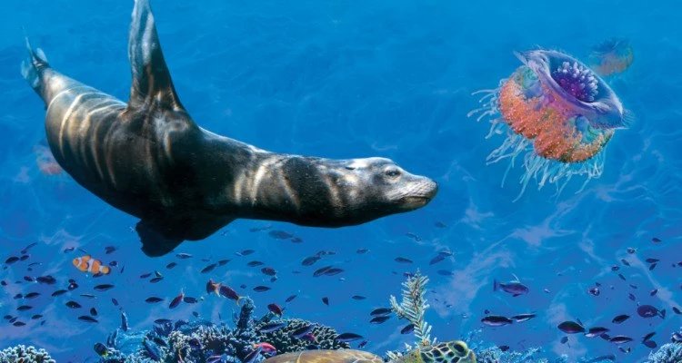 Global - wildrobin casino