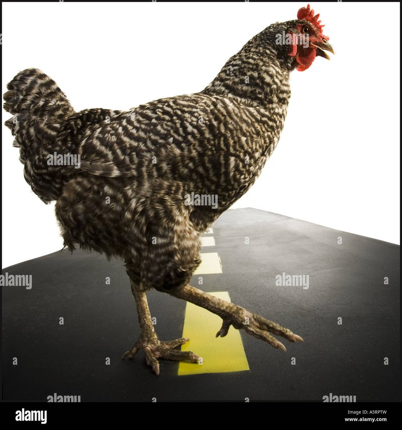 Best jugar chicken road in Spain