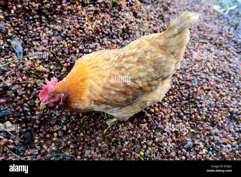 Best chicken road casino in Netherlands